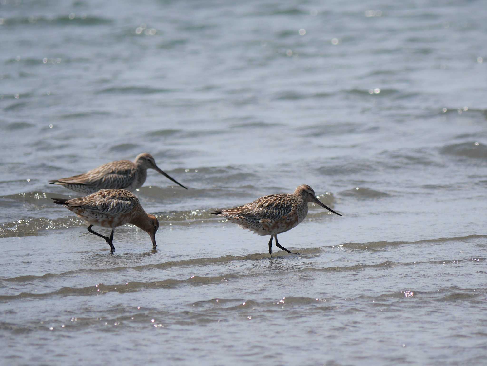 Photo of Bar-tailed Godwit at Sambanze Tideland by 丁稚