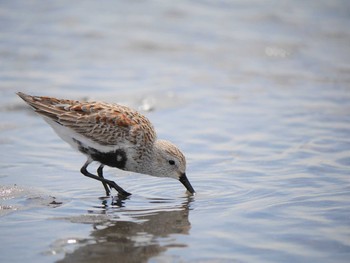 ハマシギ ふなばし三番瀬海浜公園 2021年4月22日(木)