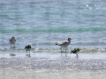 キョウジョシギ ふなばし三番瀬海浜公園 2021年4月22日(木)