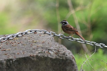 ホオジロ 愛媛県四国中央市 2021年4月23日(金)