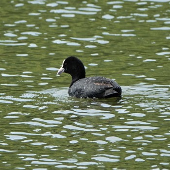 2021年4月22日(木) 西池（滋賀県長浜市）の野鳥観察記録