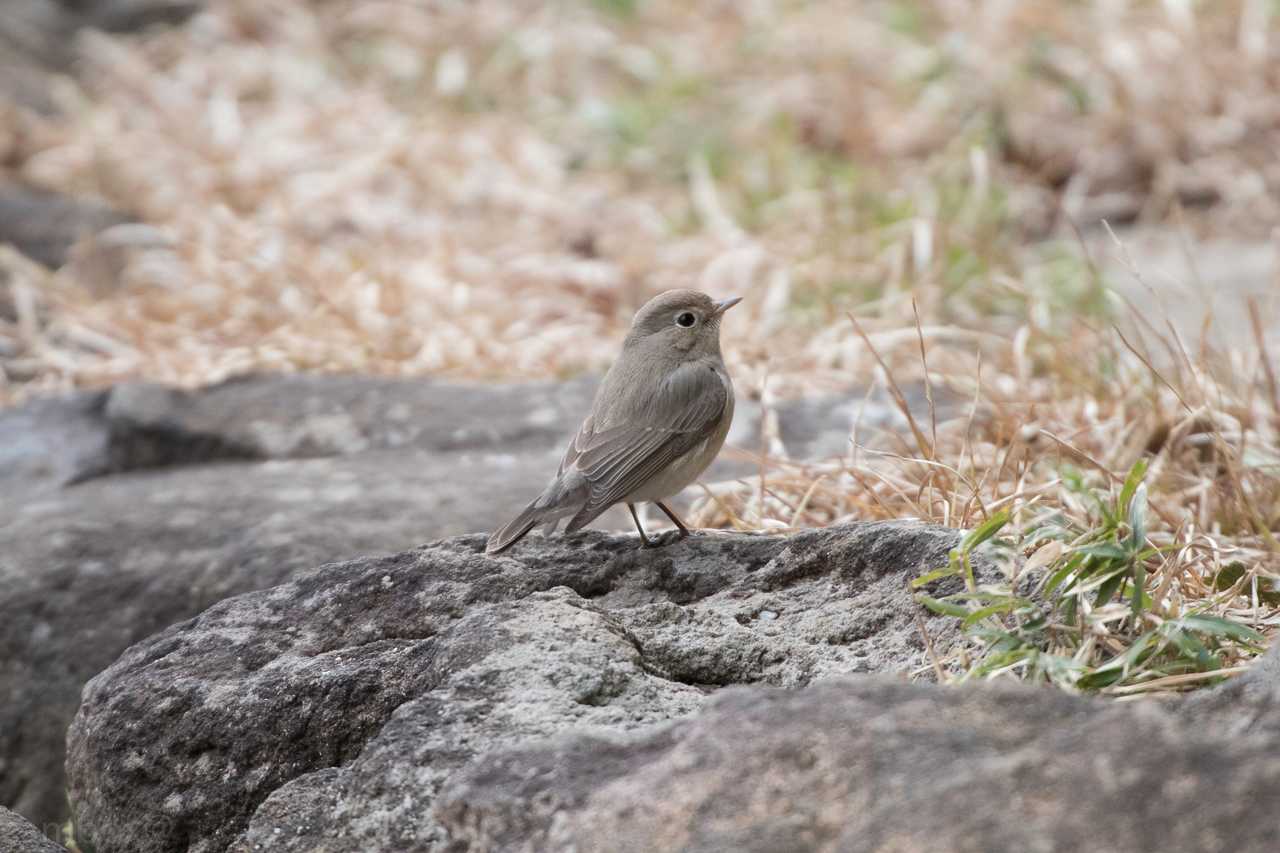 船橋アンデルセン公園 オジロビタキの写真 by natoto