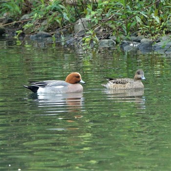 Eurasian Wigeon 三島池(滋賀県米原市) Thu, 4/22/2021