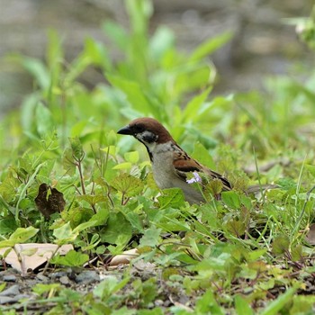 Eurasian Tree Sparrow 三島池(滋賀県米原市) Thu, 4/22/2021