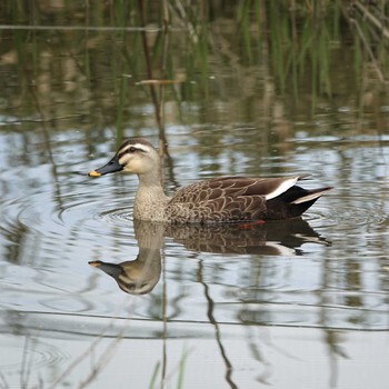 Eastern Spot-billed Duck 三島池(滋賀県米原市) Thu, 4/22/2021