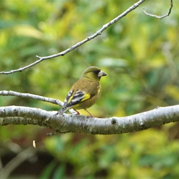 Grey-capped Greenfinch 三島池(滋賀県米原市) Thu, 4/22/2021