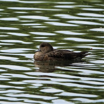 Eurasian Wigeon 三島池(滋賀県米原市) Thu, 4/22/2021