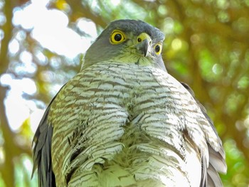 Japanese Sparrowhawk 恩田川 Sun, 4/18/2021