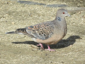 Oriental Turtle Dove 岡山市後楽園 Fri, 2/24/2017