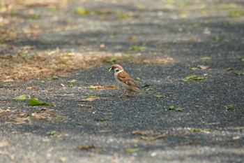 Eurasian Tree Sparrow 泉南市 Fri, 4/23/2021