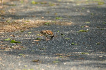 Eurasian Tree Sparrow 泉南市 Fri, 4/23/2021