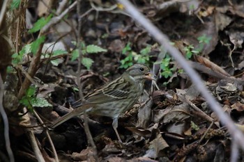 Grey Bunting 日向林道 Sun, 4/18/2021