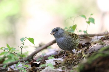 Grey Bunting 日向林道 Sun, 4/18/2021