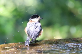 Varied Tit 権現山(弘法山公園) Sun, 4/18/2021