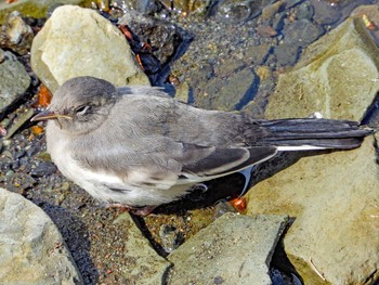 Japanese Wagtail 恩田川 Thu, 4/22/2021