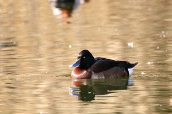 アカハジロ 都立浮間公園 2017年2月24日(金)