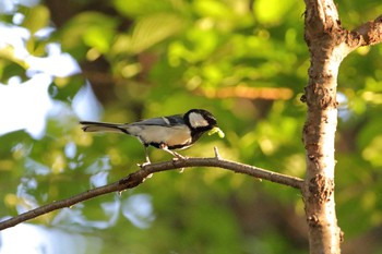 2021年4月23日(金) 横浜市の野鳥観察記録