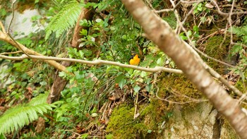 2021年4月23日(金) 松江市の野鳥観察記録