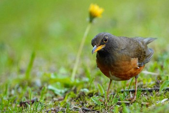 Brown-headed Thrush 愛知県 Fri, 4/23/2021