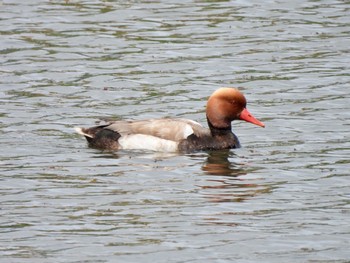 2021年4月16日(金) 兵庫県明石市の野鳥観察記録