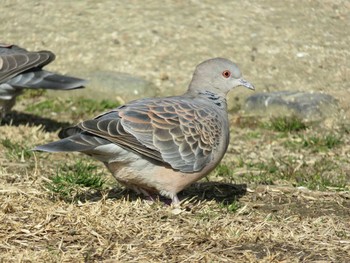 Oriental Turtle Dove 岡山市後楽園 Fri, 2/24/2017