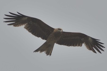 2021年4月23日(金) 庄内川の野鳥観察記録