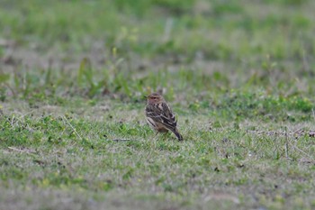 ムネアカタヒバリ 大瀬海岸(奄美大島) 2021年4月9日(金)