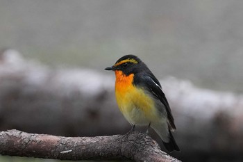 Narcissus Flycatcher Unknown Spots Fri, 4/23/2021