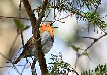 2021年4月23日(金) 柳沢峠の野鳥観察記録