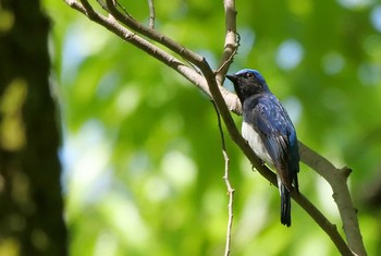 オオルリ 秋ヶ瀬公園 2021年4月18日(日)