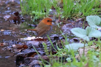 Fri, 4/23/2021 Birding report at Miharashi Park(Hakodate)