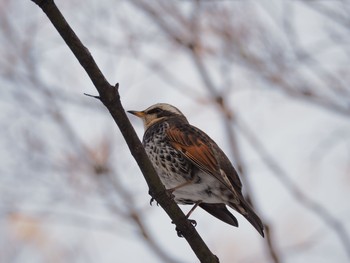 Dusky Thrush 北海道大学 Thu, 2/23/2017