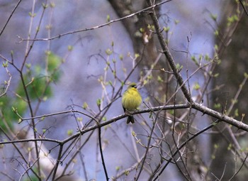 Yellow Bunting 紀伊山地 Fri, 4/23/2021