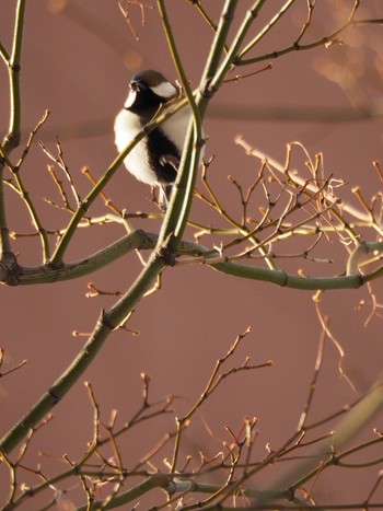 Japanese Tit 札幌 Thu, 2/23/2017