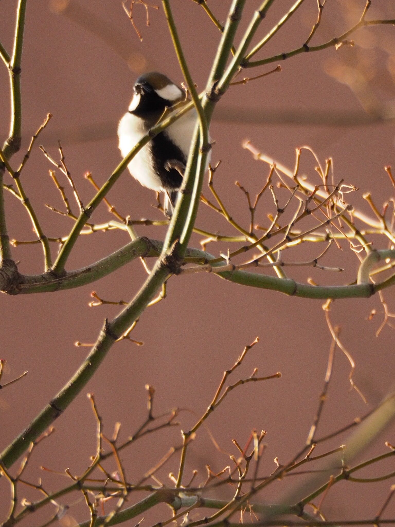 Photo of Japanese Tit at 札幌 by アカウント789