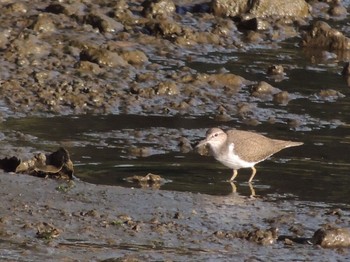 2021年4月23日(金) 葛西臨海公園の野鳥観察記録