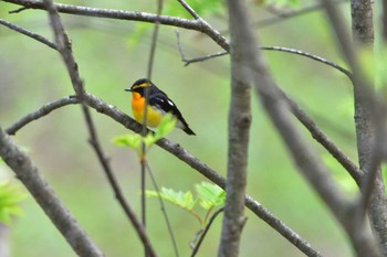 Narcissus Flycatcher 伊香保森林公園 Sat, 4/30/2016