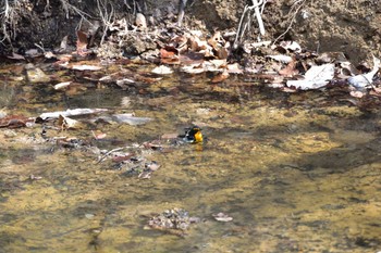 Narcissus Flycatcher 伊香保森林公園 Sat, 4/30/2016