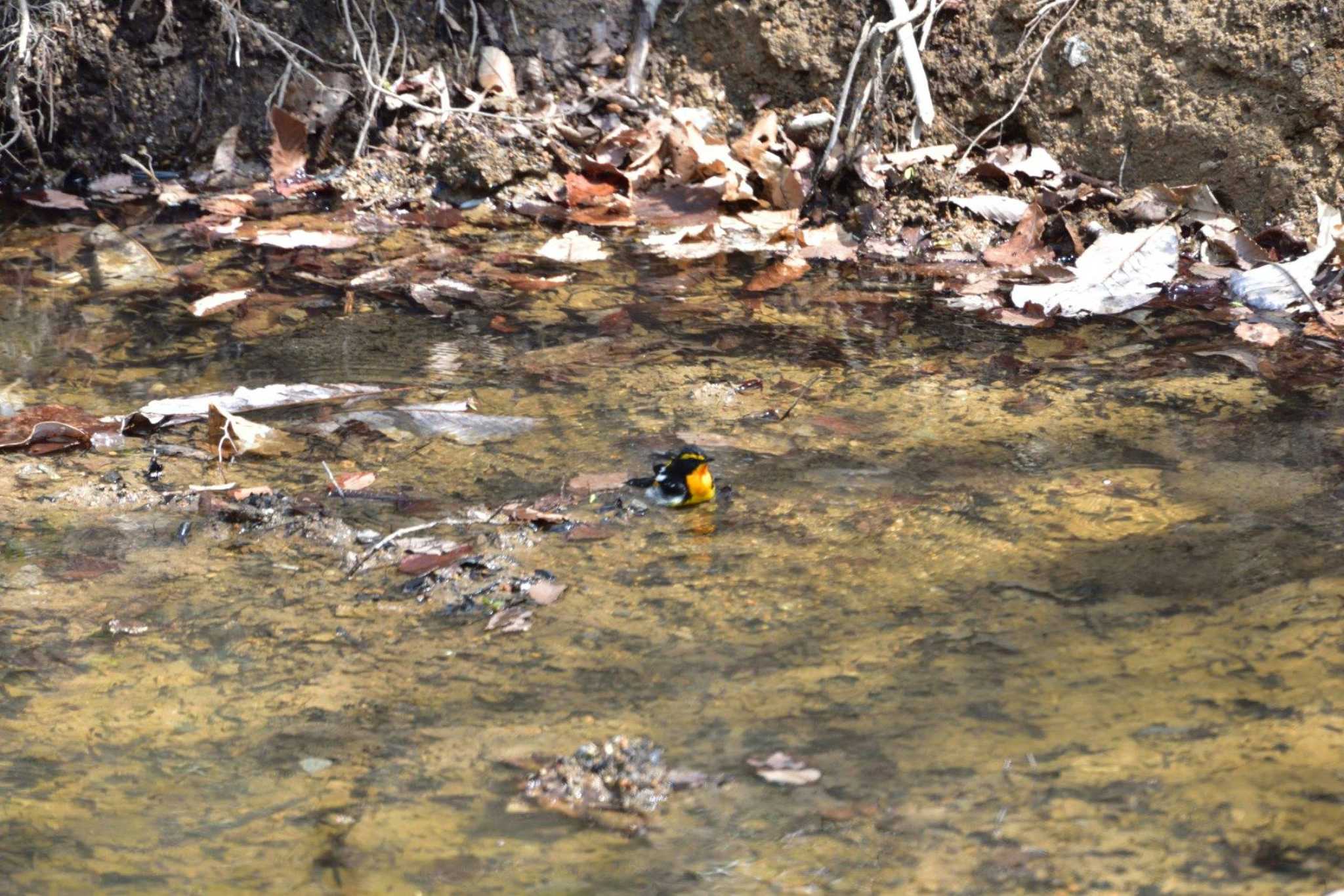 Photo of Narcissus Flycatcher at 伊香保森林公園 by やなさん