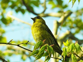 2021年4月21日(水) 箱根ビジターセンターの野鳥観察記録