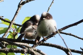 エナガ こども自然公園 (大池公園/横浜市) 2021年4月23日(金)