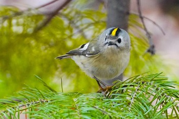 キクイタダキ 旭山記念公園 2021年4月14日(水)