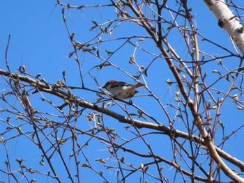 Russet Sparrow Makomanai Park Fri, 4/23/2021
