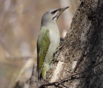 Grey-headed Woodpecker Nishioka Park Fri, 4/23/2021