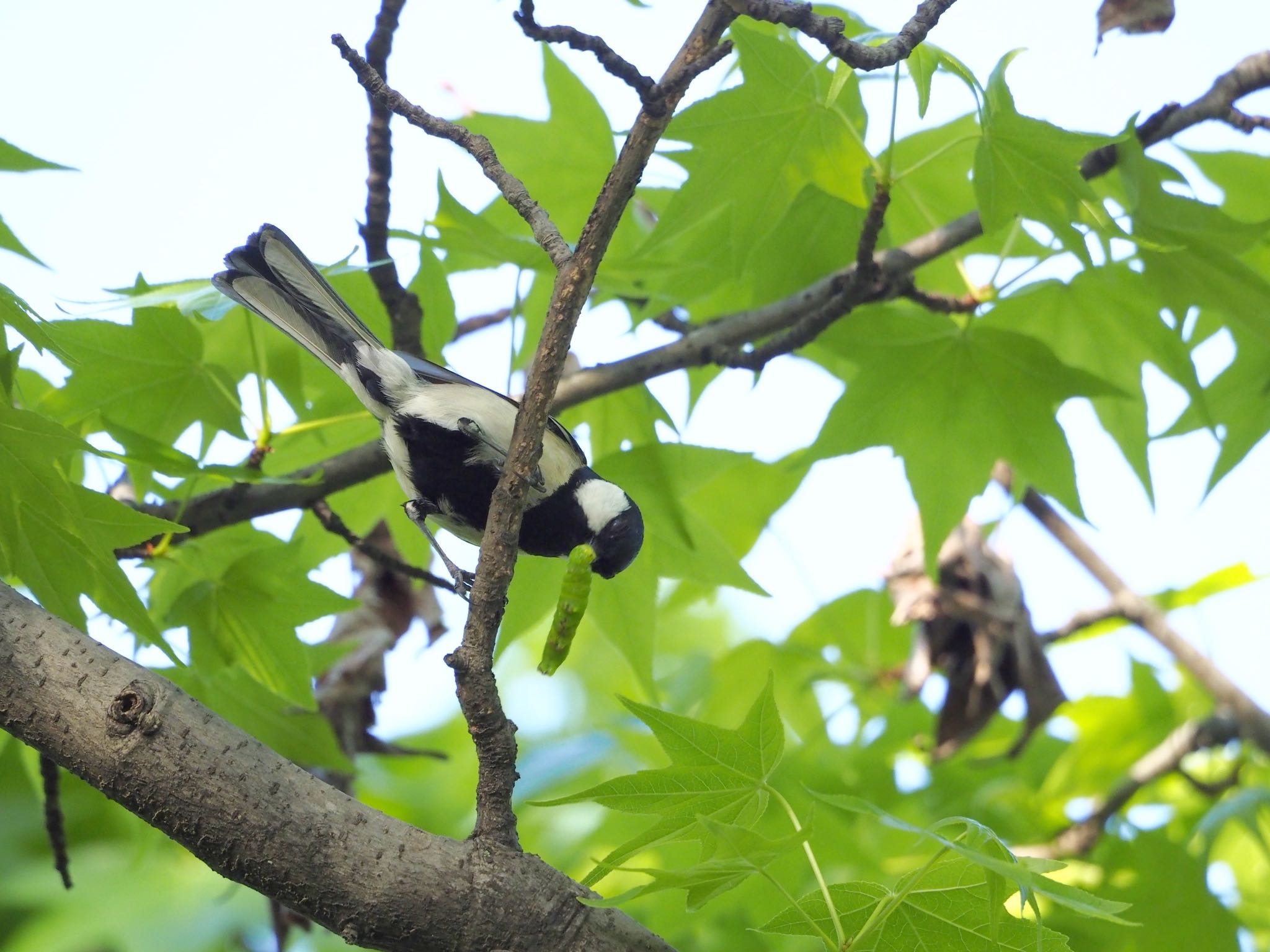 Photo of Japanese Tit at Osaka Tsurumi Ryokuchi by zebrafinch11221