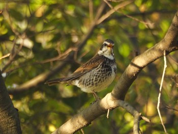 Dusky Thrush Osaka Tsurumi Ryokuchi Fri, 4/23/2021