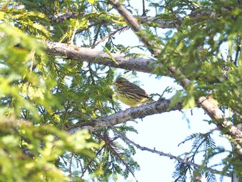 Masked Bunting Osaka Tsurumi Ryokuchi Fri, 4/23/2021