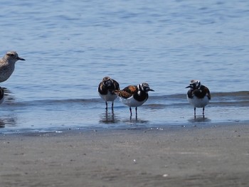 2021年4月23日(金) ふなばし三番瀬海浜公園の野鳥観察記録