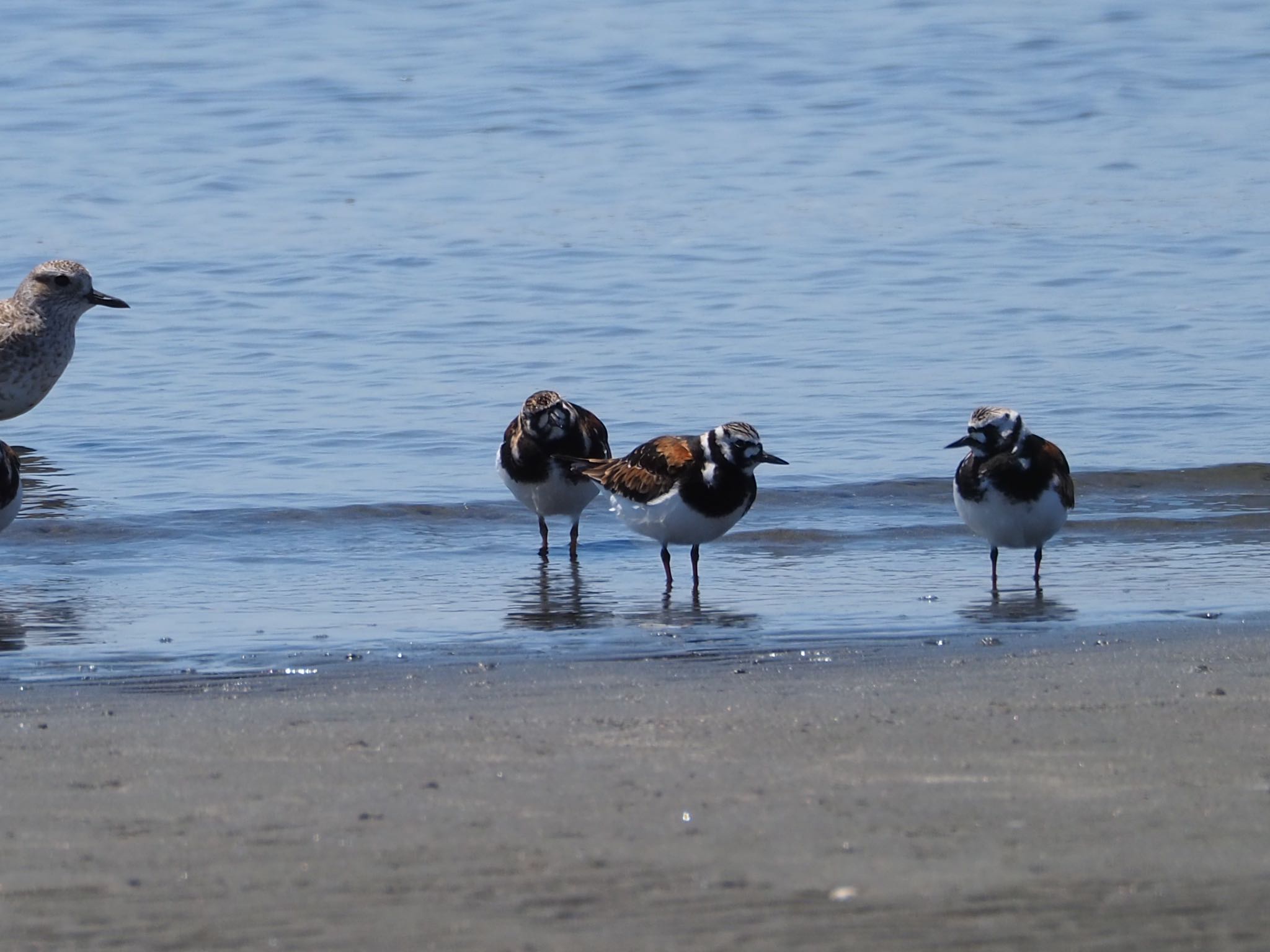 Photo of Ruddy Turnstone at Sambanze Tideland by もさこ