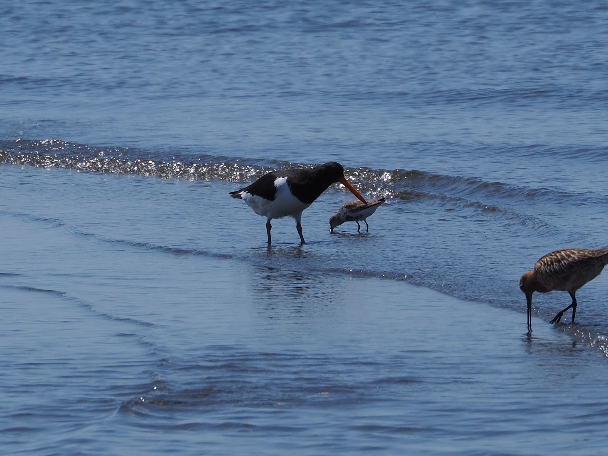 Photo of Eurasian Oystercatcher at Sambanze Tideland by もさこ